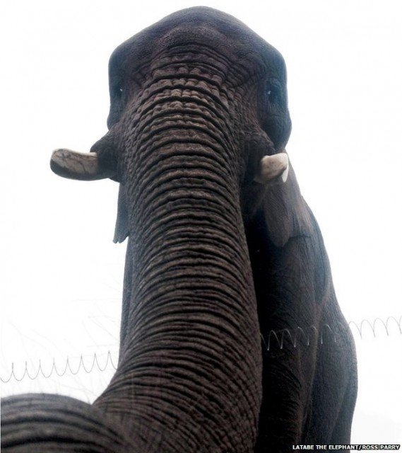 Scott Brierley said he found a photo of African elephant Latabe on his phone after it was returned to him by keepers at West Midlands Safari Park