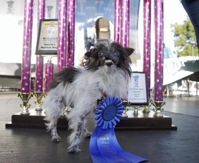 Peanut has been crowned the World's Ugliest Dog at a contest for freakish-looking pets in California