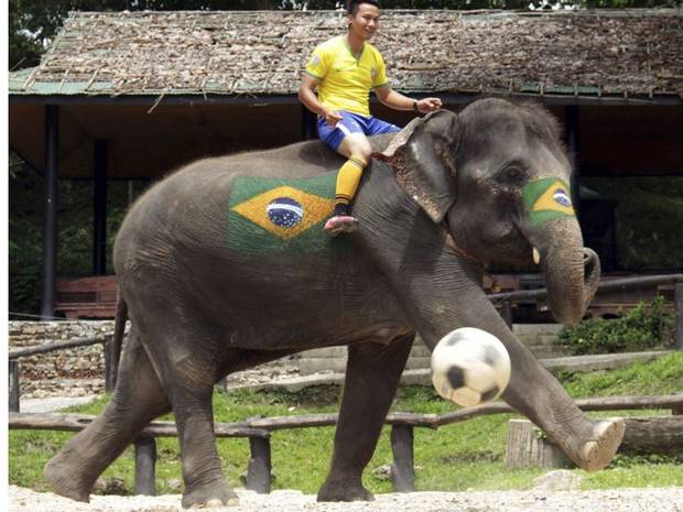 Thailand’s football match with elephants representing World Cup nations