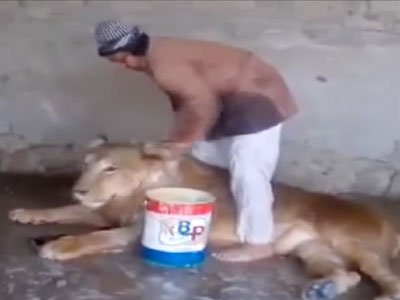 Yemeni man giving bath to a lion in cage