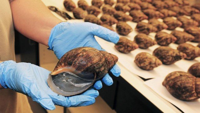 Customs agents have seized 67 live giant African snails at Los Angeles International Airport