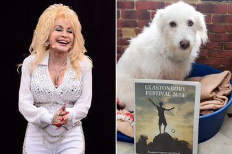Dolly Parton has announced she wants to adopt a dog that was left behind following the exodus of Glastonbury Festival 2014