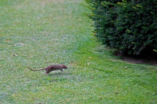The Louvre museum in Paris has called in the pest controllers after picnickers in its gardens encouraged an infestation of rats