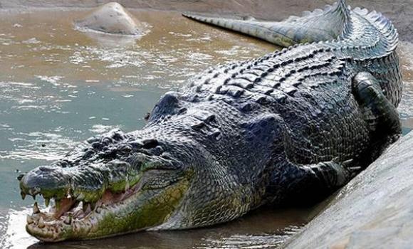 Zookeeper Trent Burton has been attacked by John the crocodile during a feeding show at Shoalhaven zoo in New South Wales