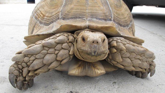 Alhambra police ask for public’s help in identifying the owner of 150-pound tortoise