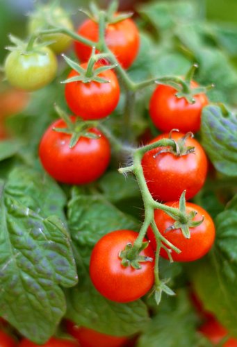 Eating tomatoes may lower the risk of prostate cancer