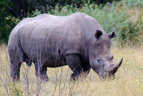 South Africa's Kruger National Park will evacuate hundreds of rhinos to save them from poachers