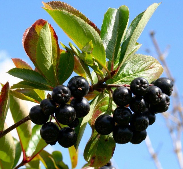 Chokeberries may have a role in boosting cancer therapy