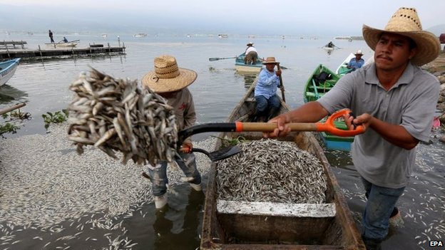 Hundreds of thousands of fish have been washed up on the shores of Lake Cajititlan in Jalisco over the past week