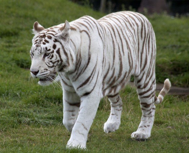White tigers are a rare variant of the customary orange Bengal sub-species