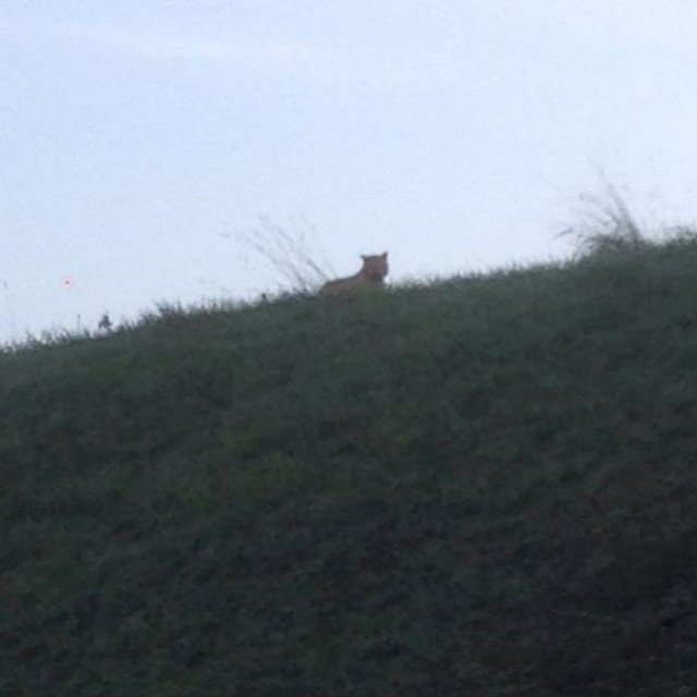 Police and firefighters are desperately hunting for a tiger on the loose near Paris 