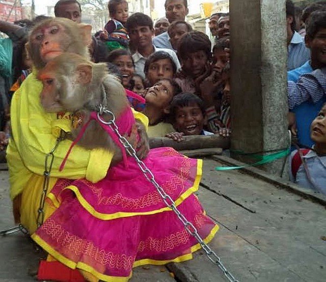 Ramu and his bride, a female monkey called Ramdulari