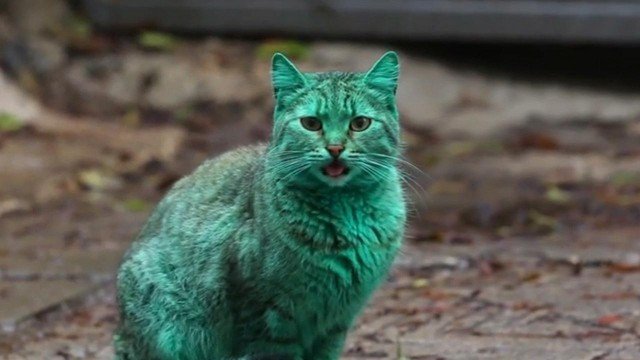 Bulgaria green cat