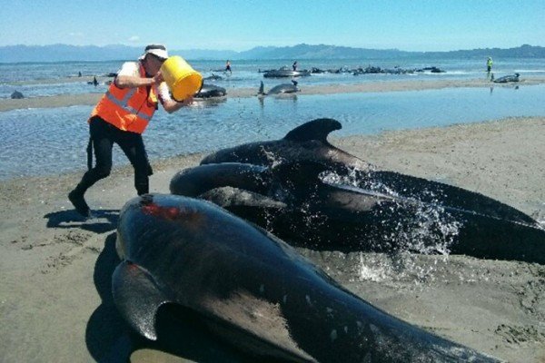Pilot whales stranded in Farewell Spit, New Zealand