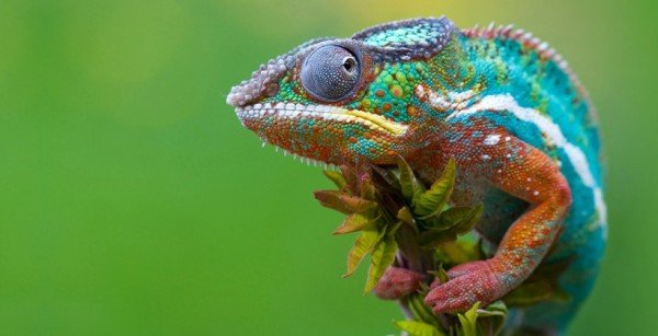 Chameleon changing color 2015