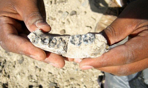 First human jawbone