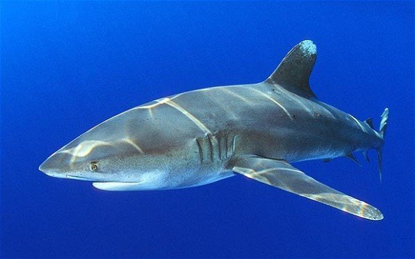 Red Sea shark attack oceanic whitetip