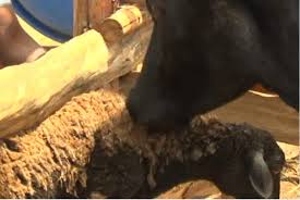 Cow starts eating sheep at Kenyan farm