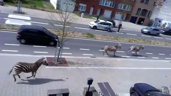 Zebras free in Brussels