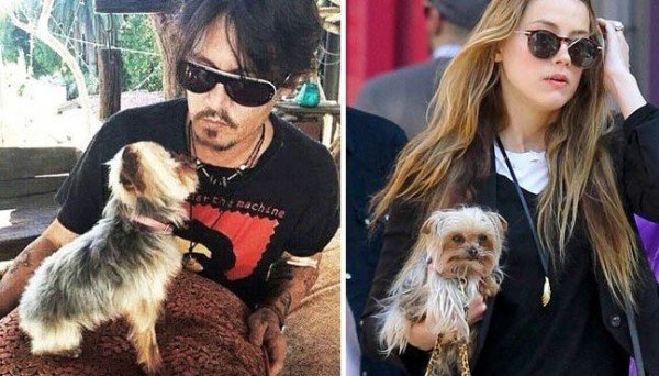 Johnny Depp and Amber Heard dogs