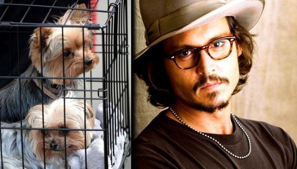 Johnny Depp dogs leave Australia
