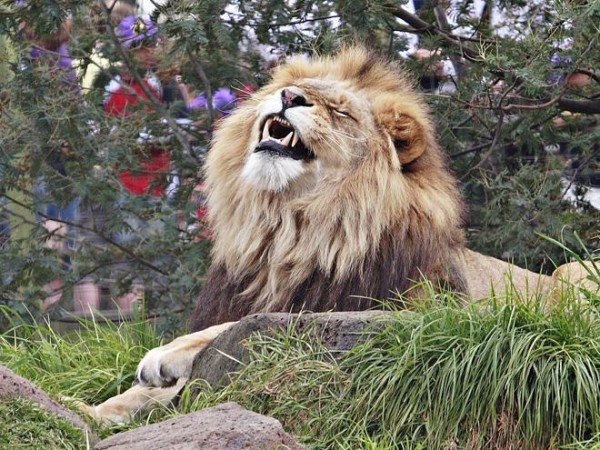 Lion shot dead China zoo