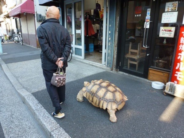 Japanese man walking pet giant tortoise