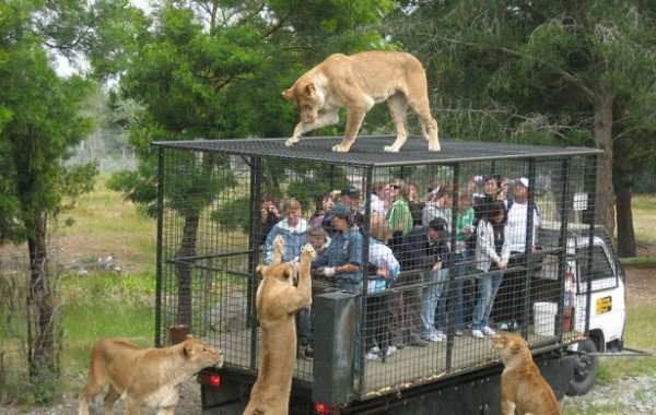 Lion Park South Africa