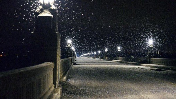 Mayfly swarm closes Pennsylvania bridge
