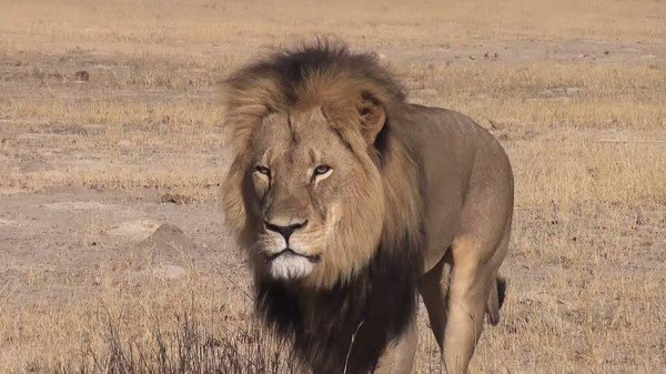 Cecil the lion head