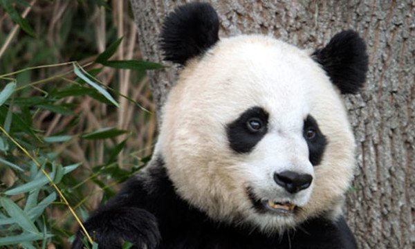 Mei Xiang panda Washington zoo