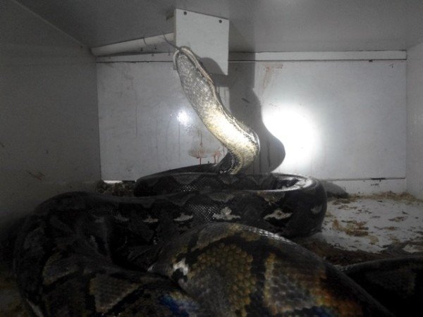 Kentucky python attacks pet store owner