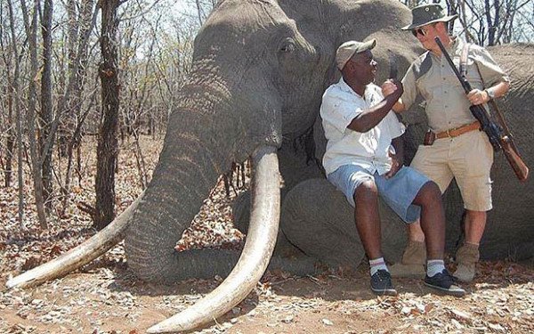 Zimbabwe elephant killed by German hunter