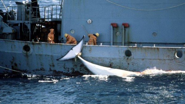 Japan resumes whaling program