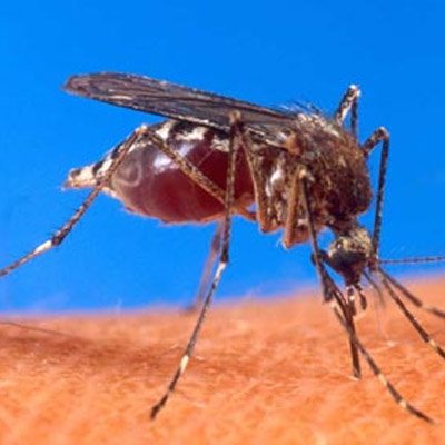 Malaria cyclins