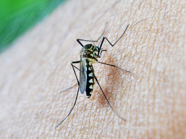 Zika virus pandemic potential