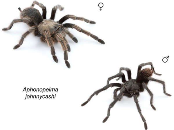 Black tarantula Johnny Cash