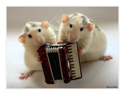 Mice learn songs based on the sounds they hear