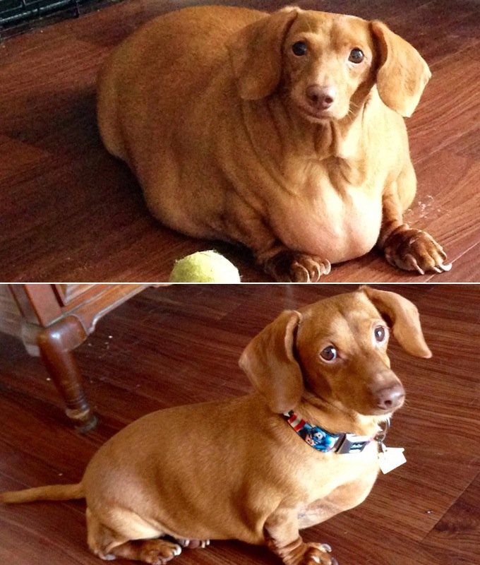 Dennis Obese dachshund sheds 44lb on diet