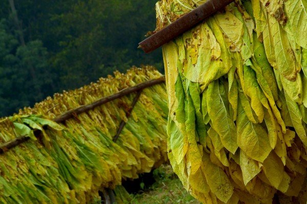 tobacco-plant